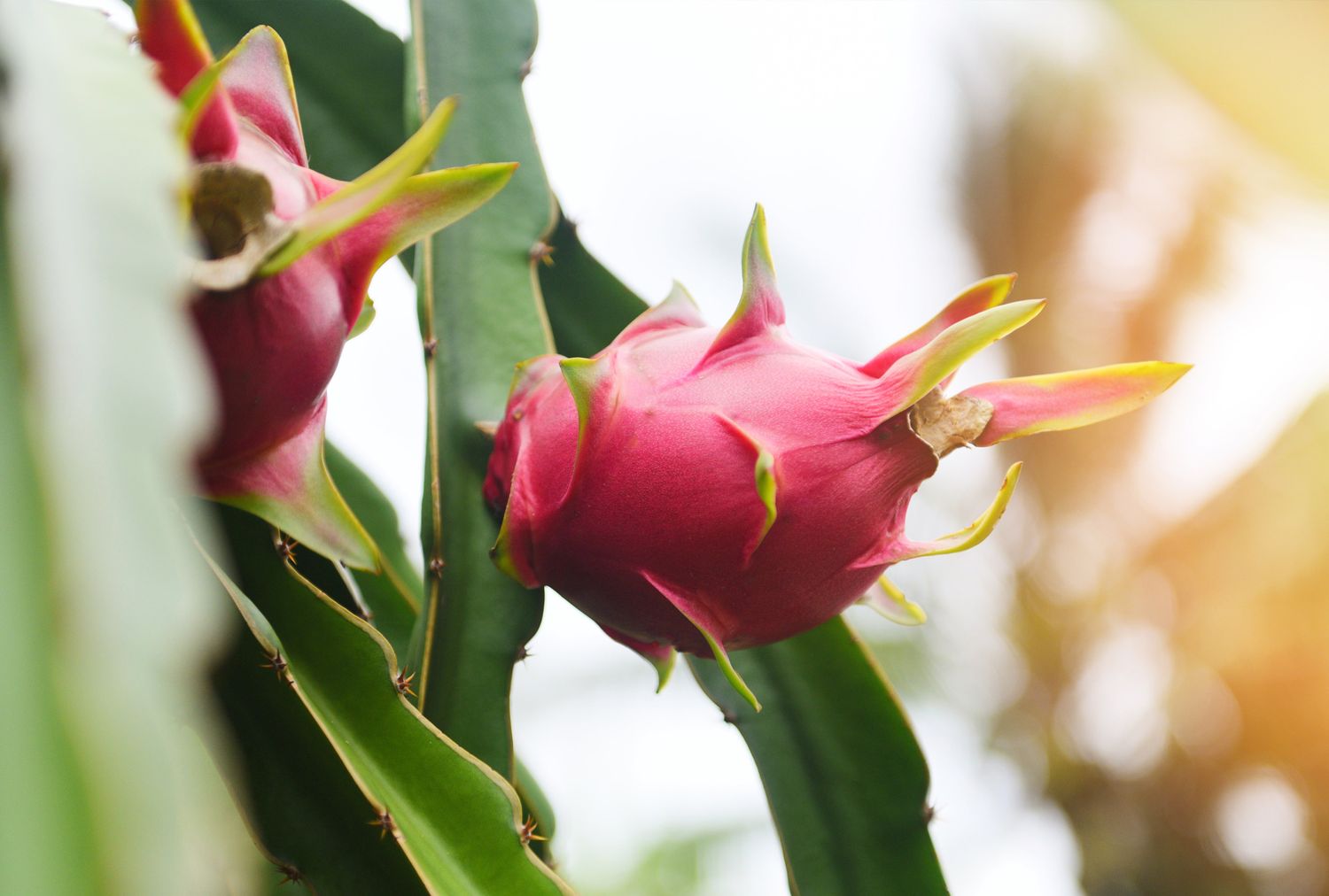 Two dragon fruits growing on a cactus plant
