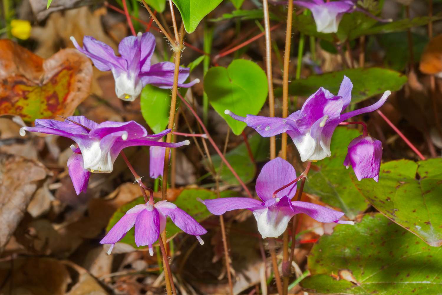 Epimedium grandiflorum or Barrenwort