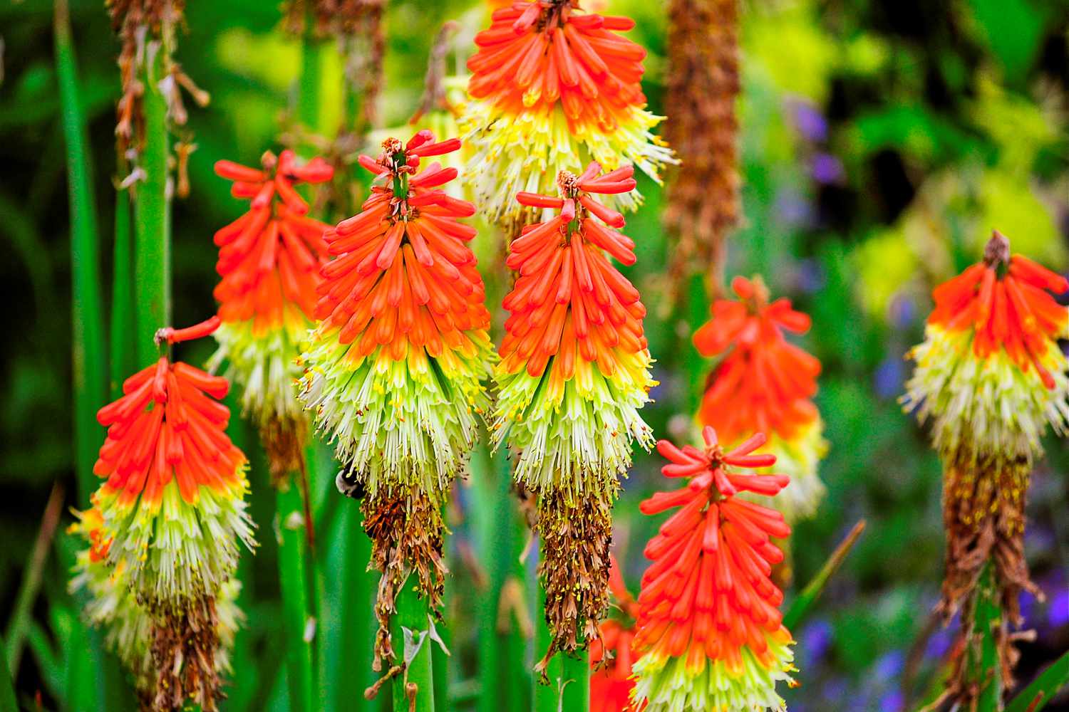 Kniphofia