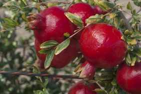 Pomegranates growing on a tree