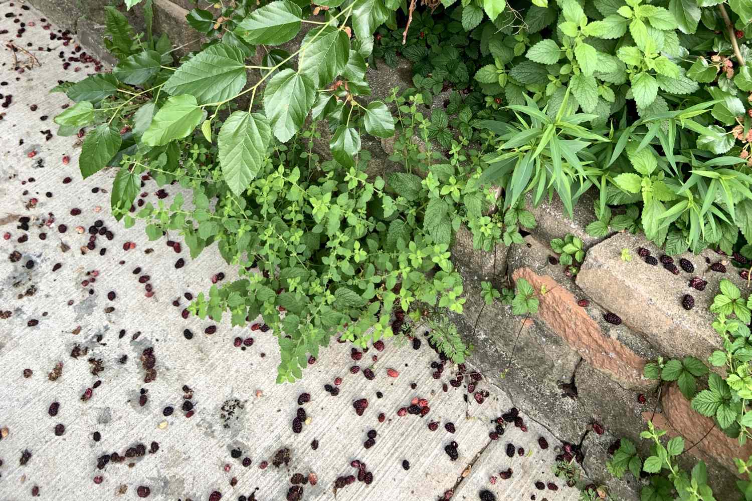 Scattered berries on a sidewalk bordered by greenery and a brick wall