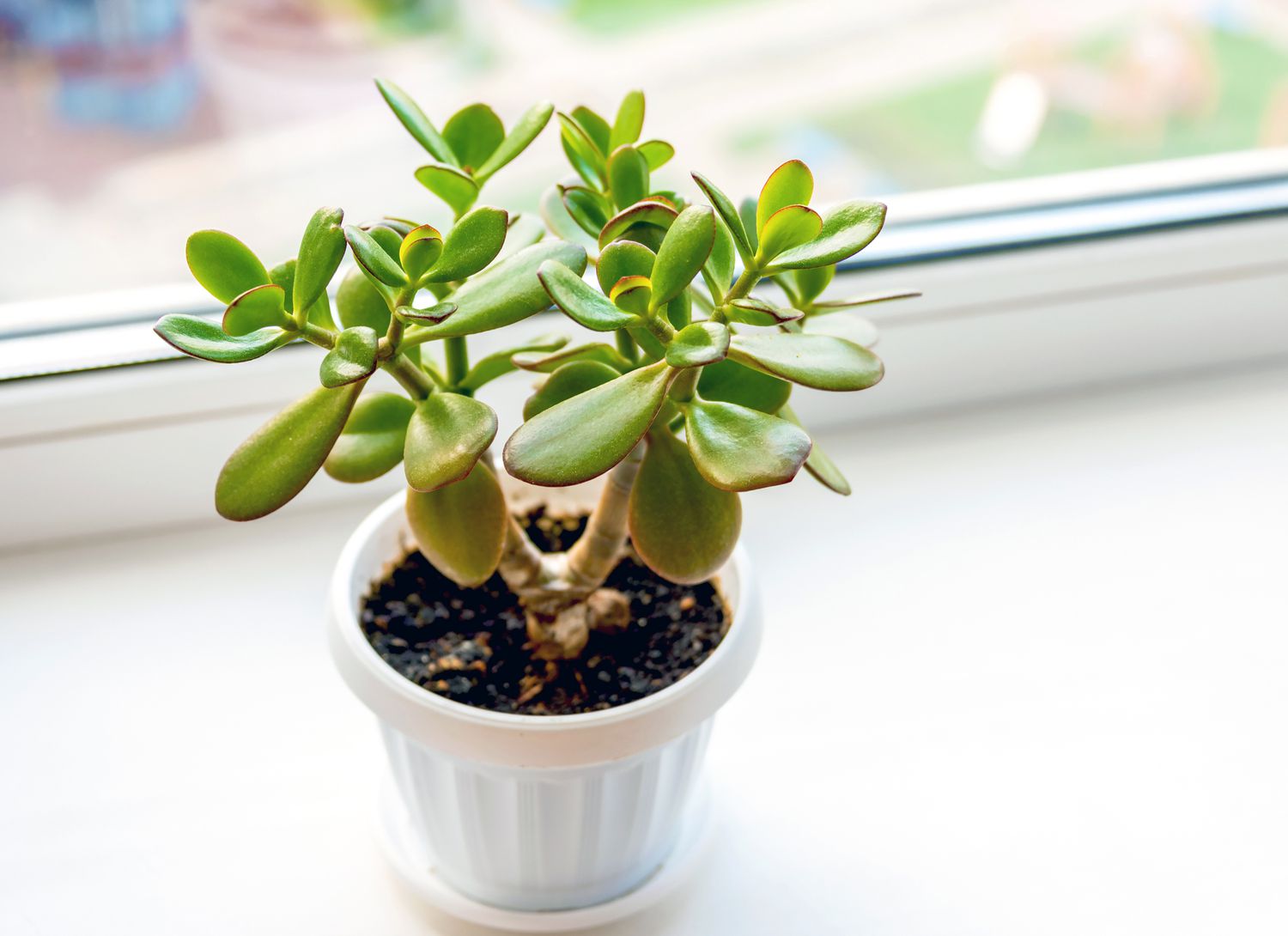 jade plant in a white pot near a window