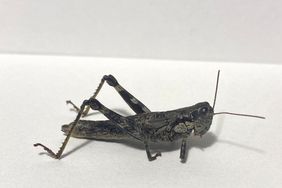 grasshopper