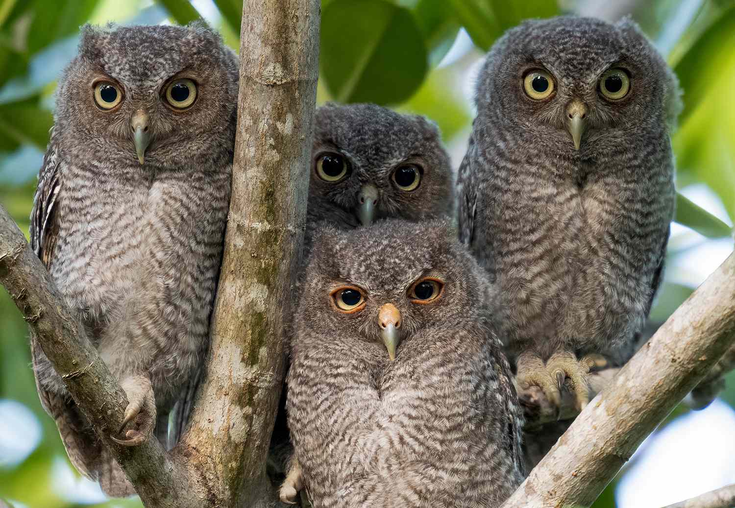 four Eastern screech owl (Megascops asio) perched on tree branches