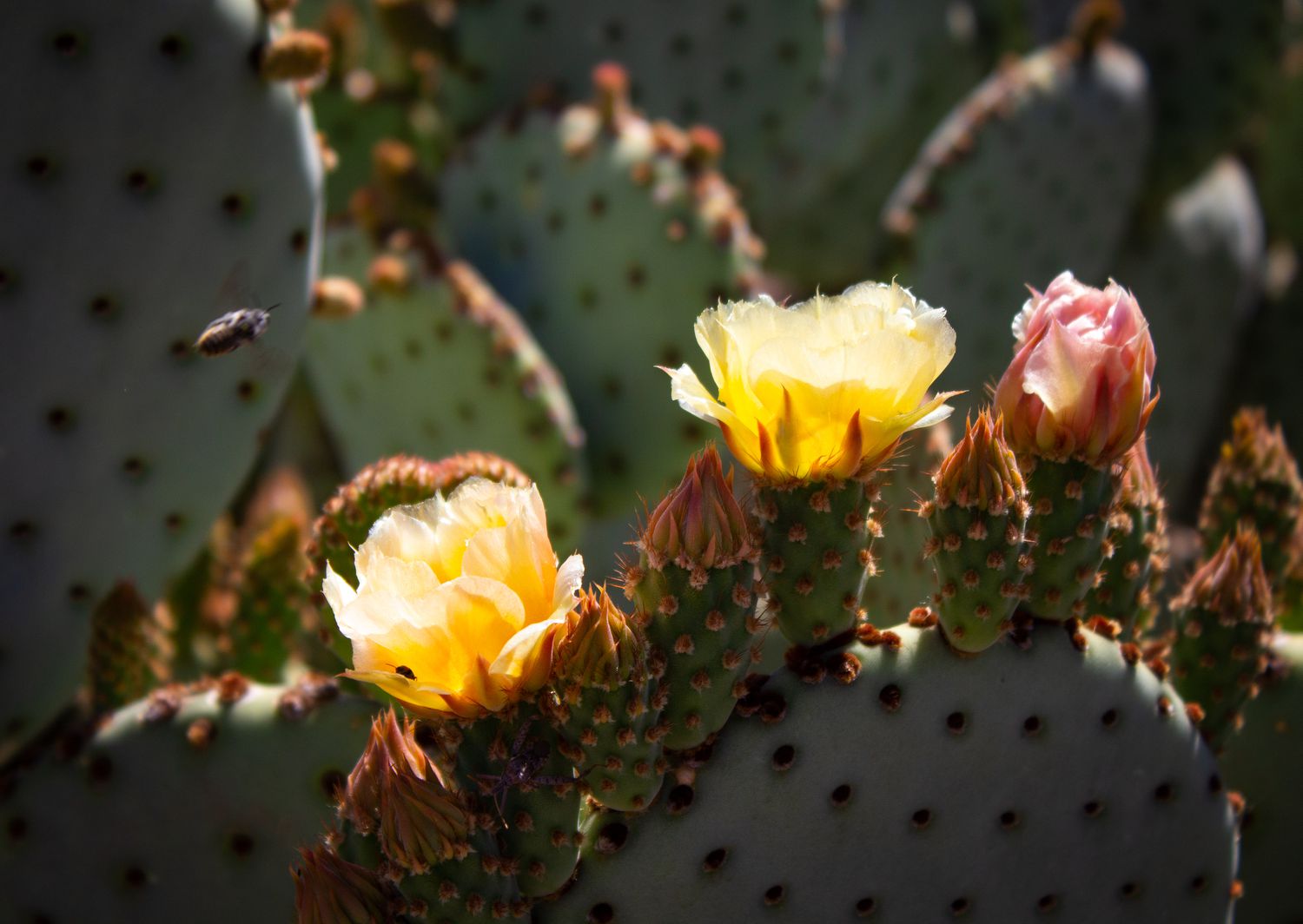 A flowering cactus
