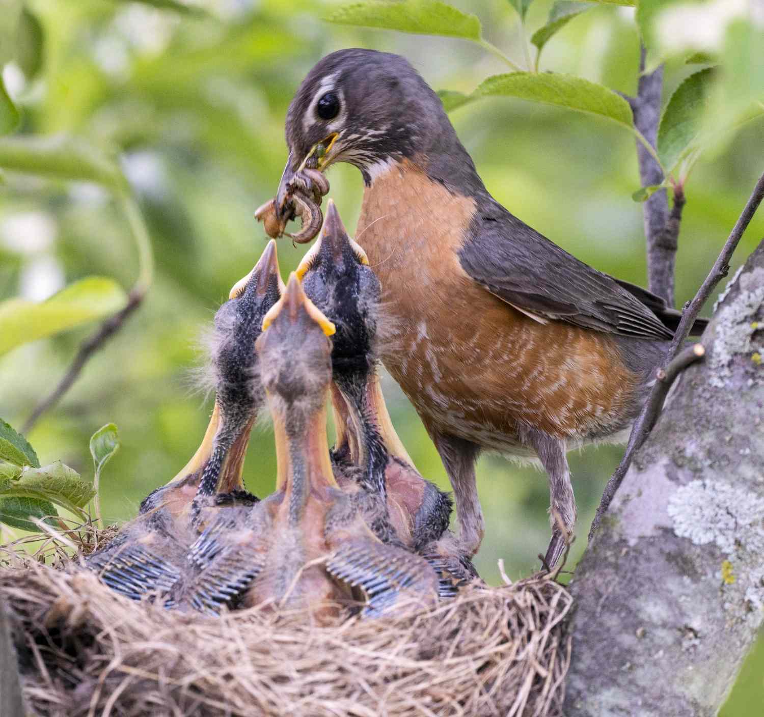 A bird feeding its chicks in a nest the chicks have their beaks open