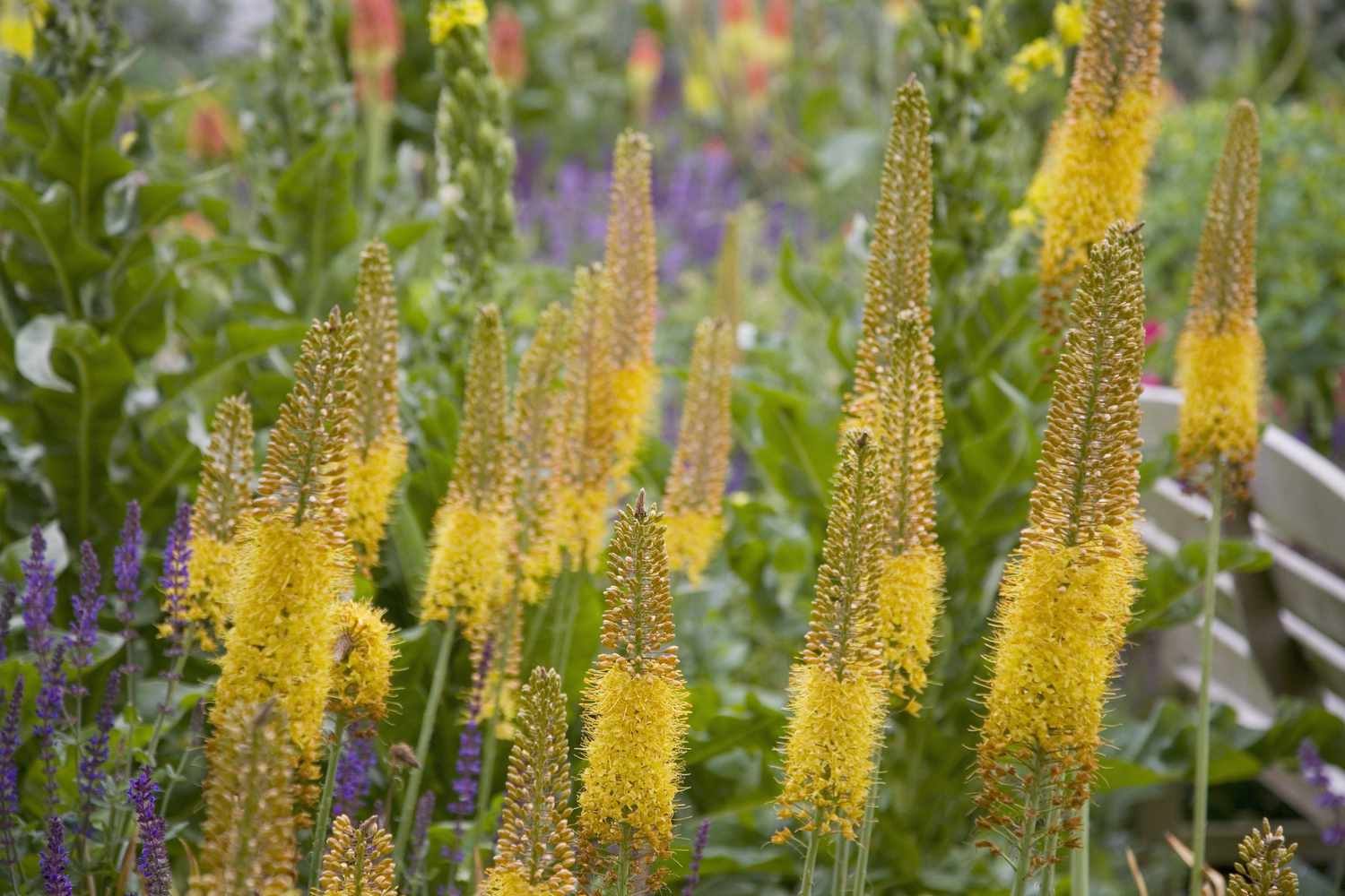 Foxtail Lilies, Eremus Flower