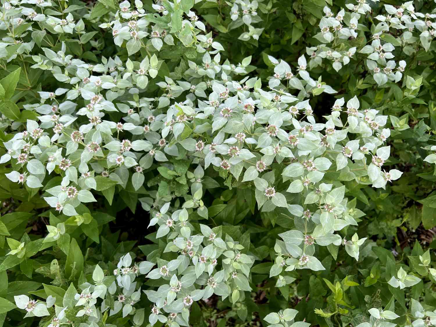 mountain mint