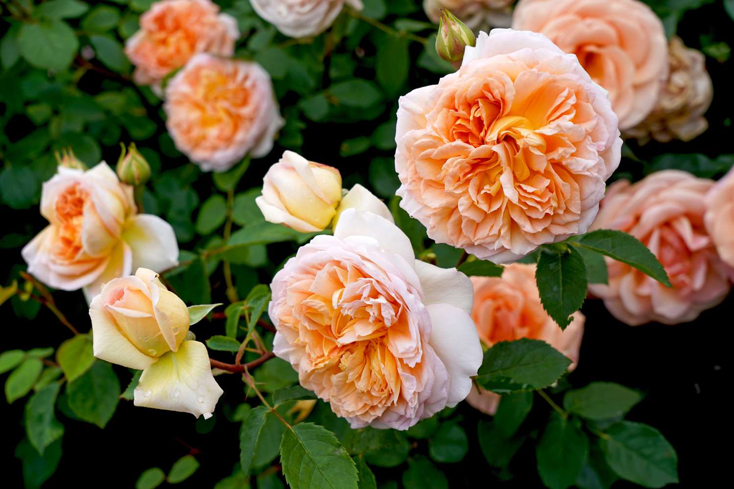 Apricot Drift Roses