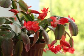 Thanksgiving cactus with red flowers