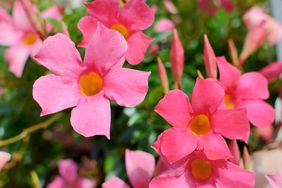 Mandevilla pink flowers in a garden