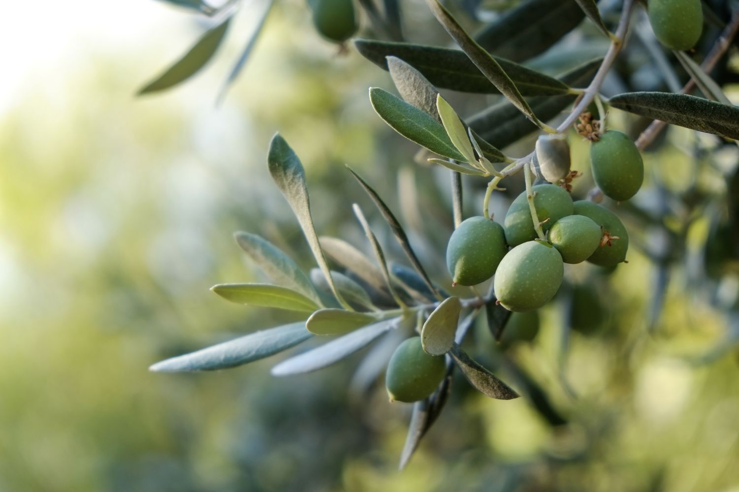 fruiting olive tree