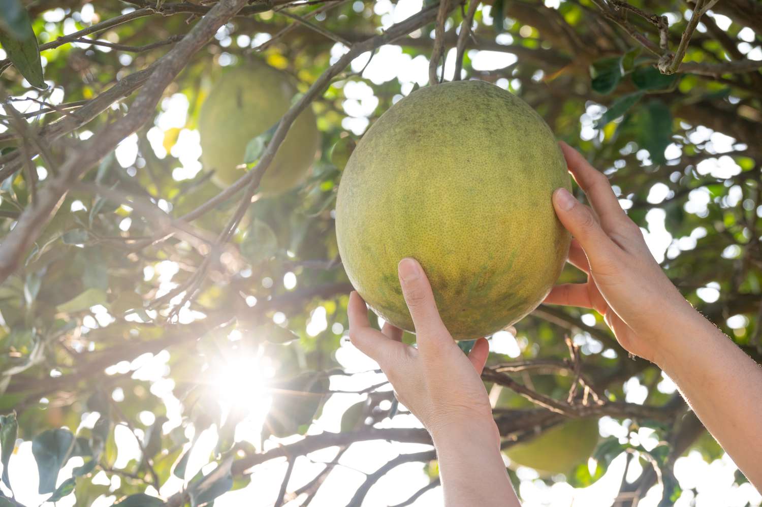 hands picking giant citrus fruit from tree