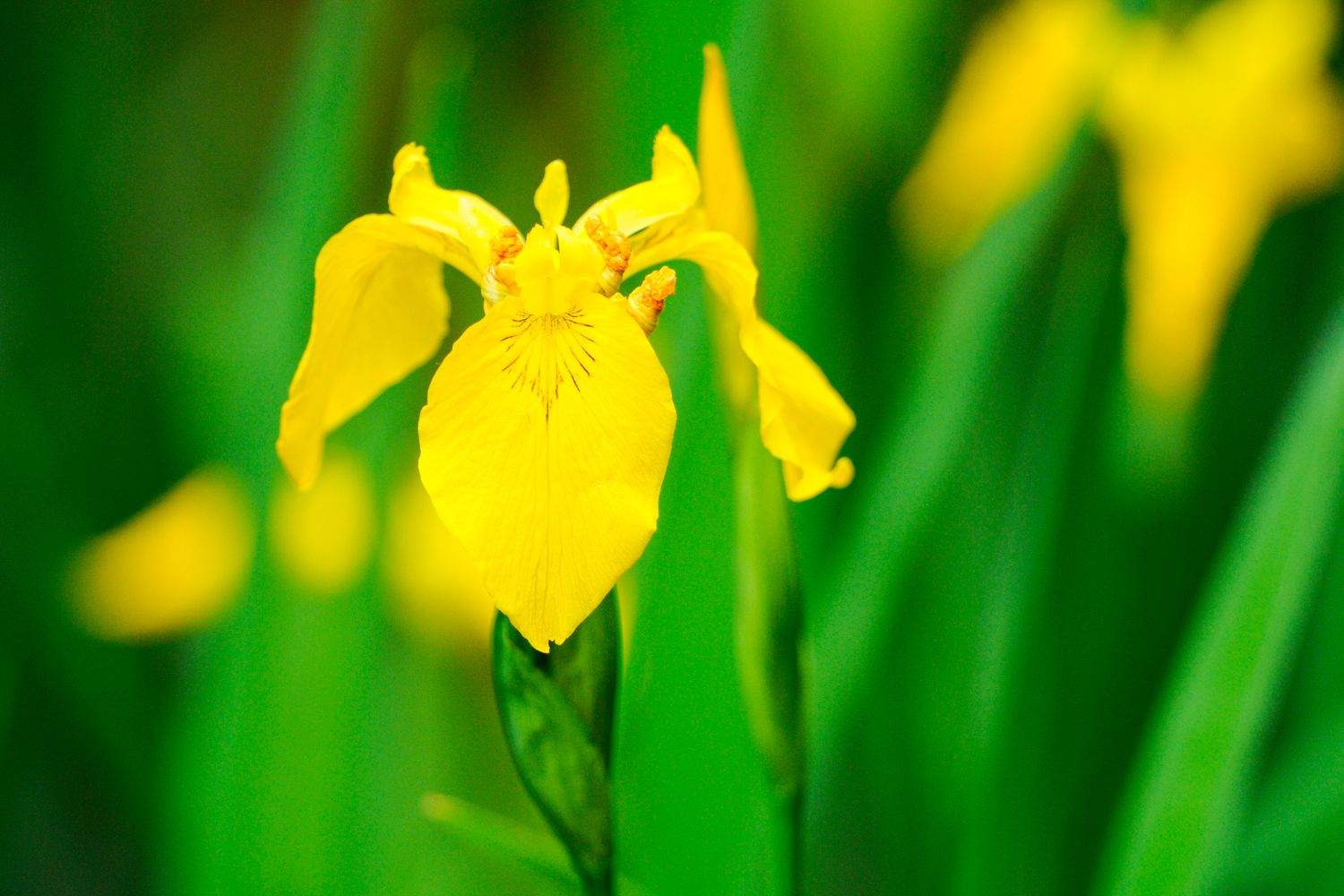 Yellow flag iris