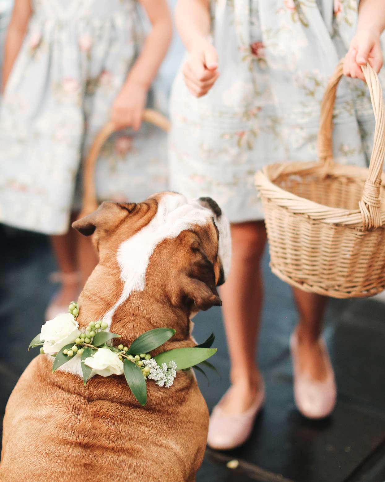 pia davide wedding dog with floral neck accessory