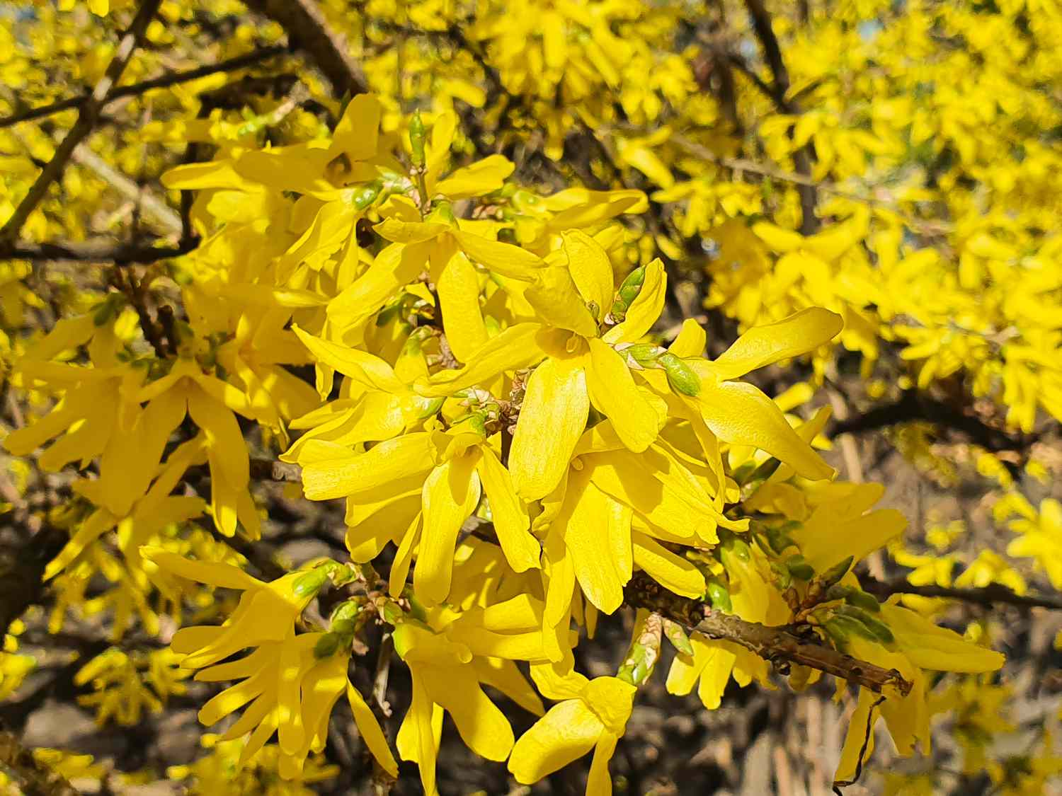 Yellow forsythia blossom background texture full frame, spring time. Beautiful yellow flower a lot. Selective focus