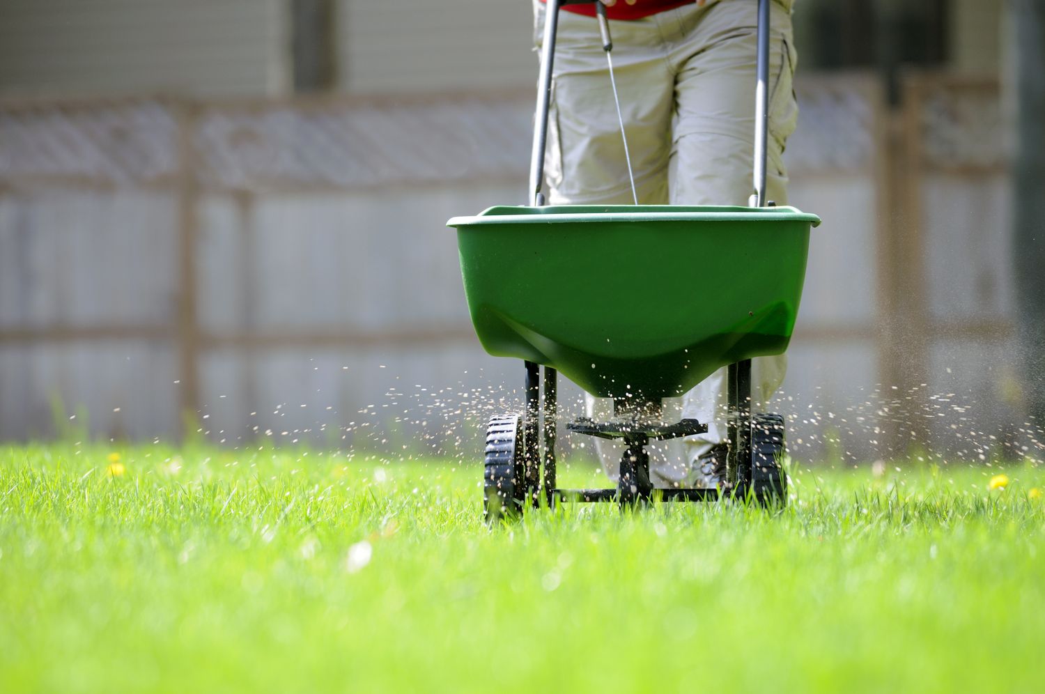 A person using a lawn spreader to apply fertilizer