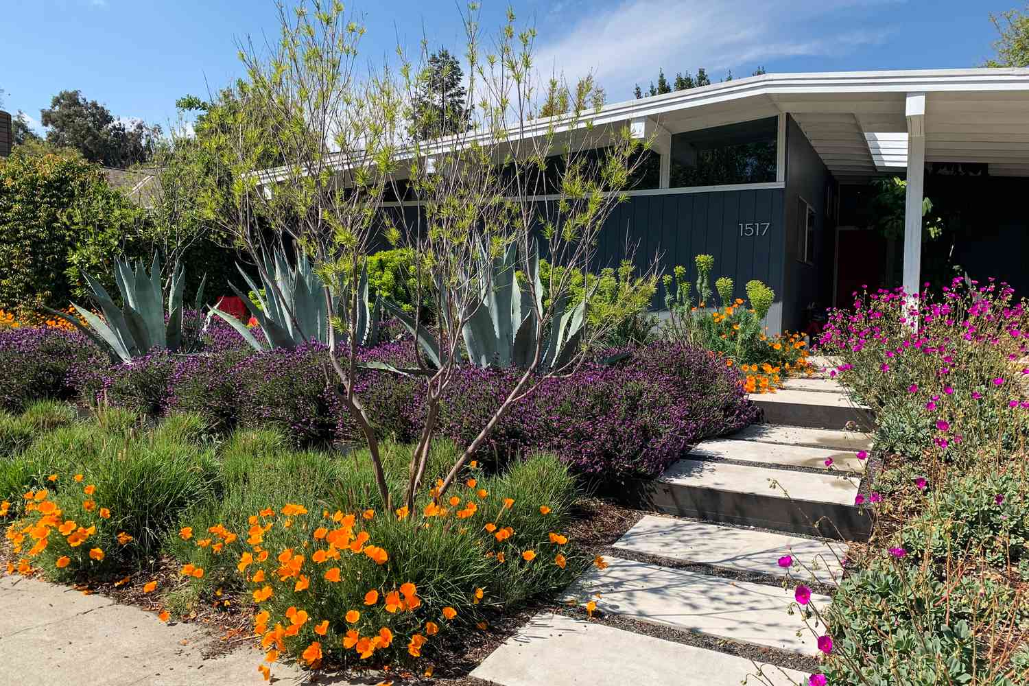 front lawn filled with natural plants and grasses