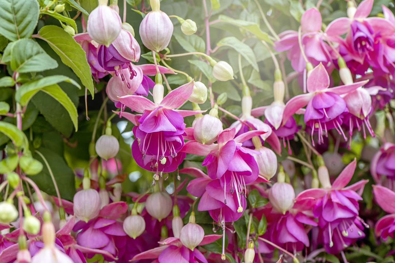 Pink Fuchsias flower