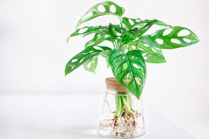 Monstera adansonii (Monstera Obliqua Miq) Monkey leaf swiss cheese plant in transparent hydroponic flower pot water planting on white wooden background. Home decoration, space for your text.