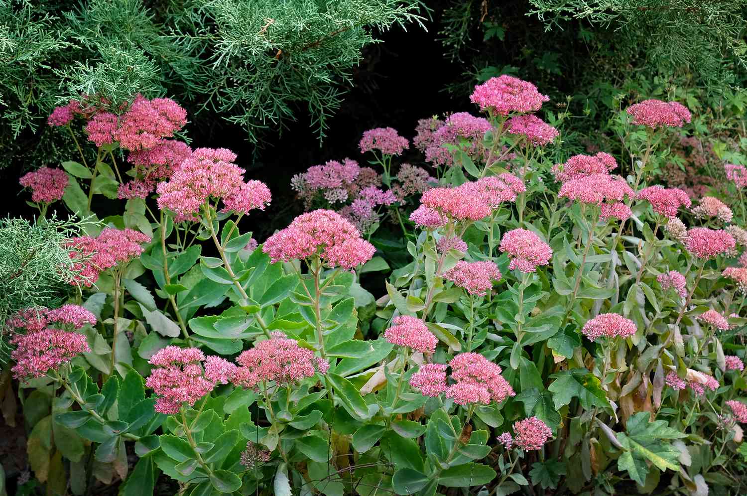 Sedum