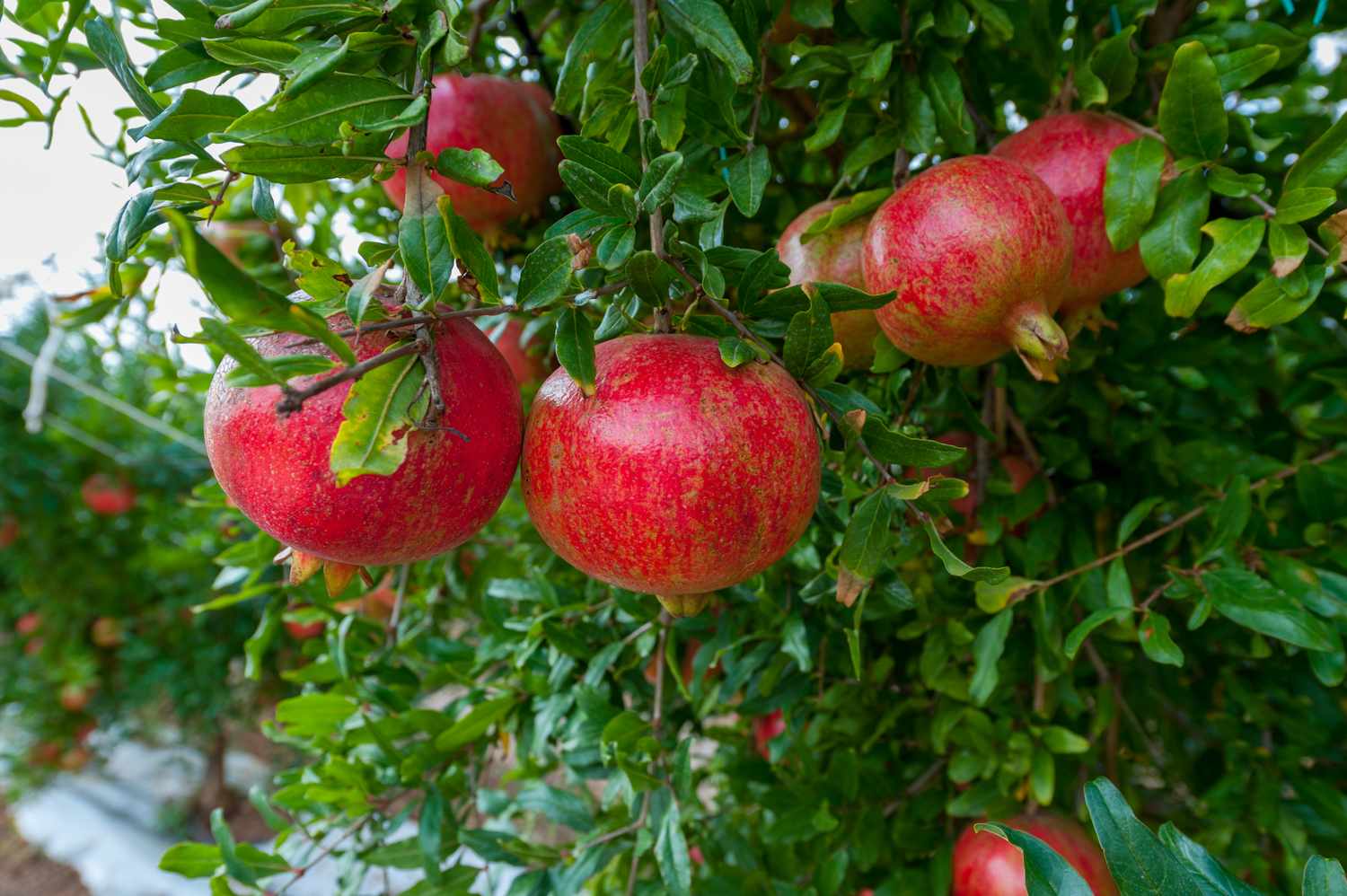 Pomegranates hanging on a tree branch
