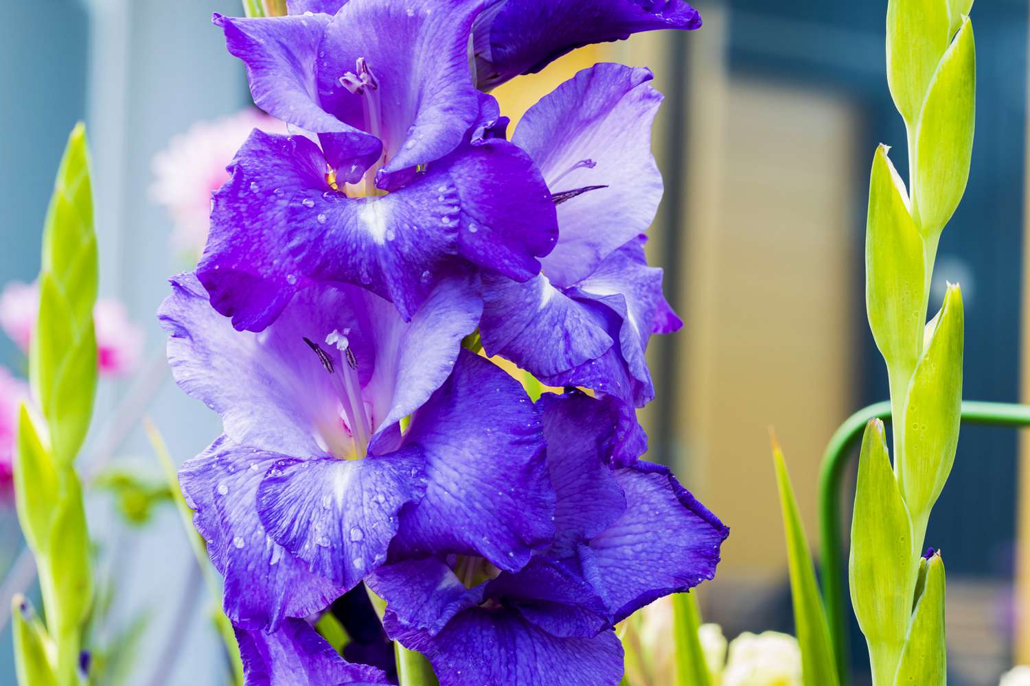 Purple Gladiolus 