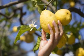 A hand reaching to pick a lemon from a tree branch with leaves and blossoms