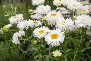 A group of daisylike flowers with yellow centers in a garden setting some buds and green foliage visible around them
