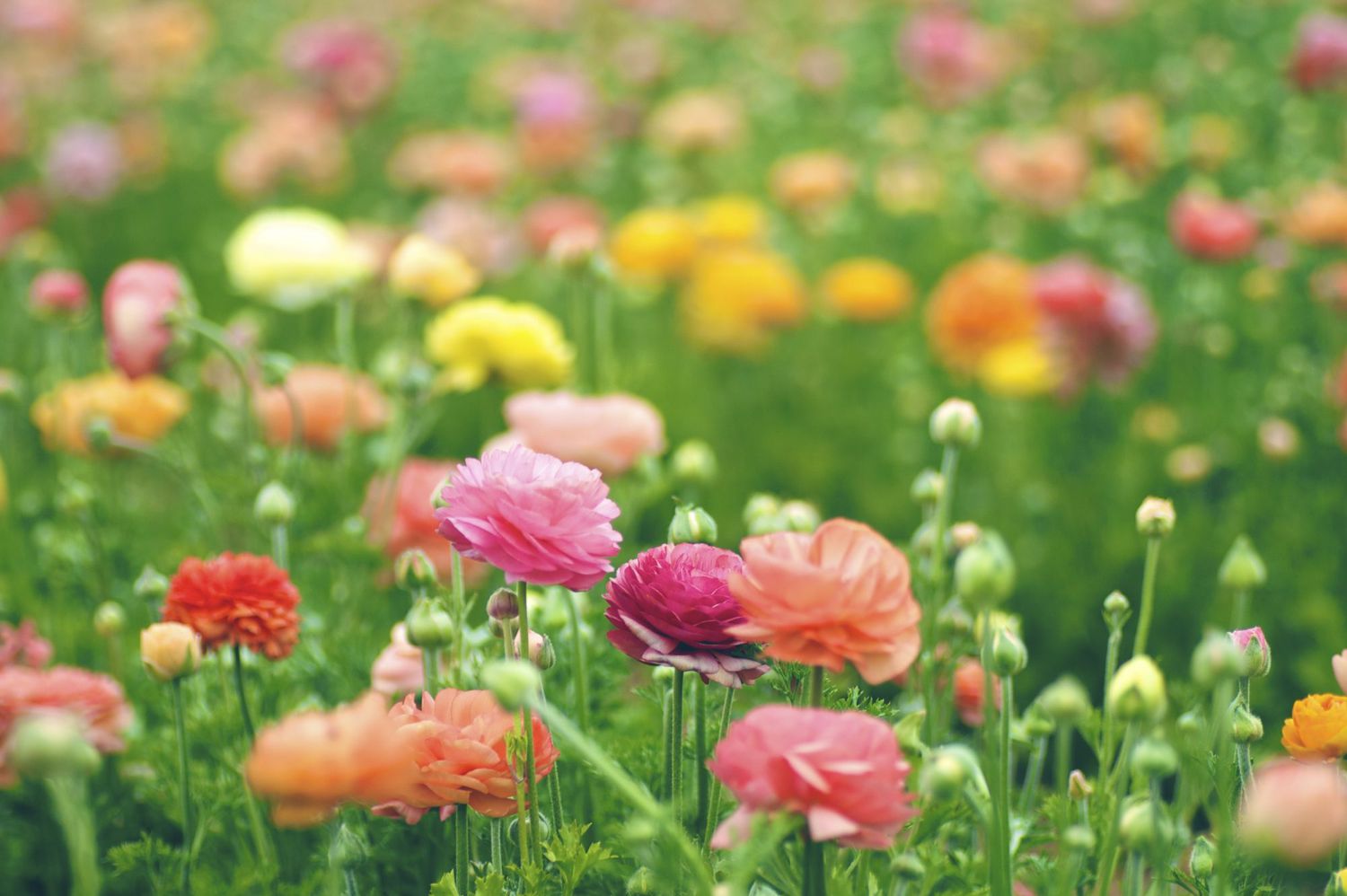 ranunculus garden