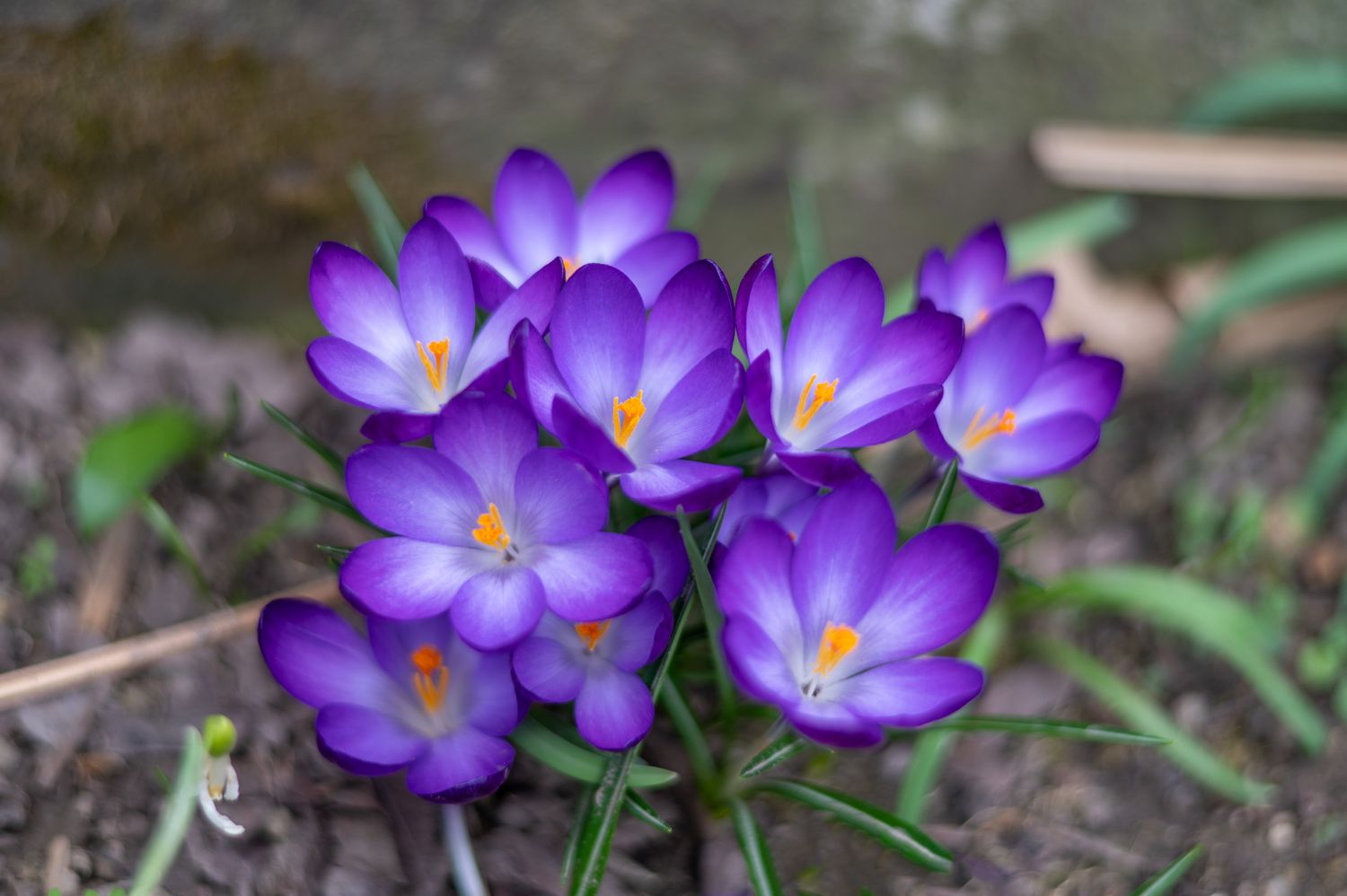 crocus flower in spring