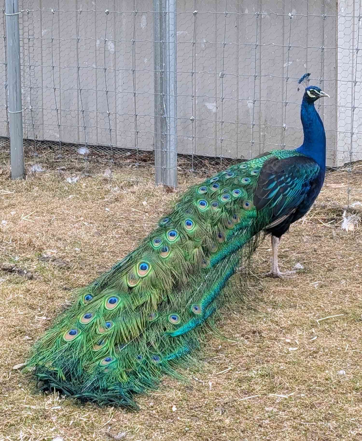 Peacock