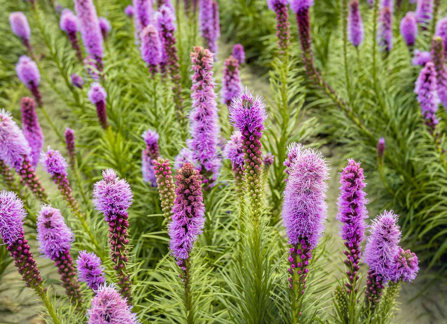 purple liatris lowers blooming in a garden