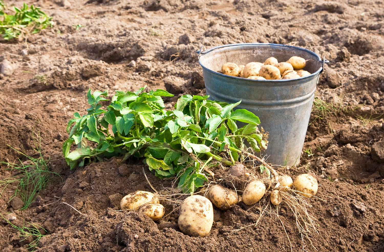 Potatoes in garden