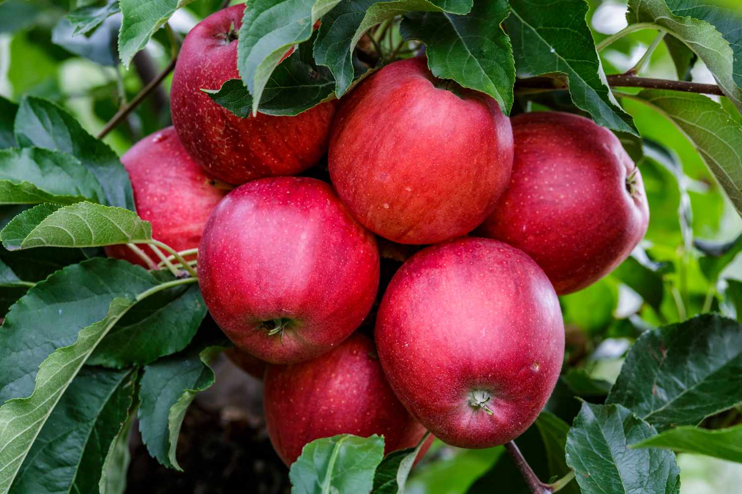 Cluster of apples on a tree with surrounding leaves