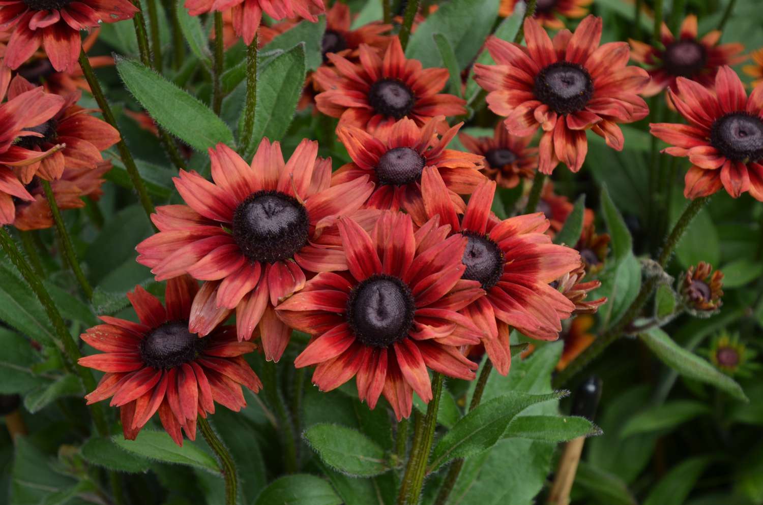 Rubeckia cherry brandy