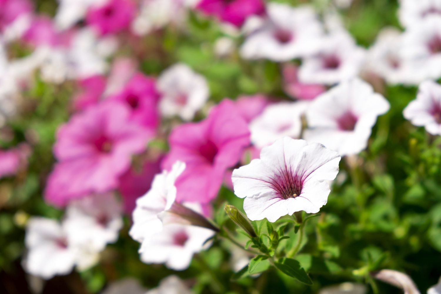 white petunias
