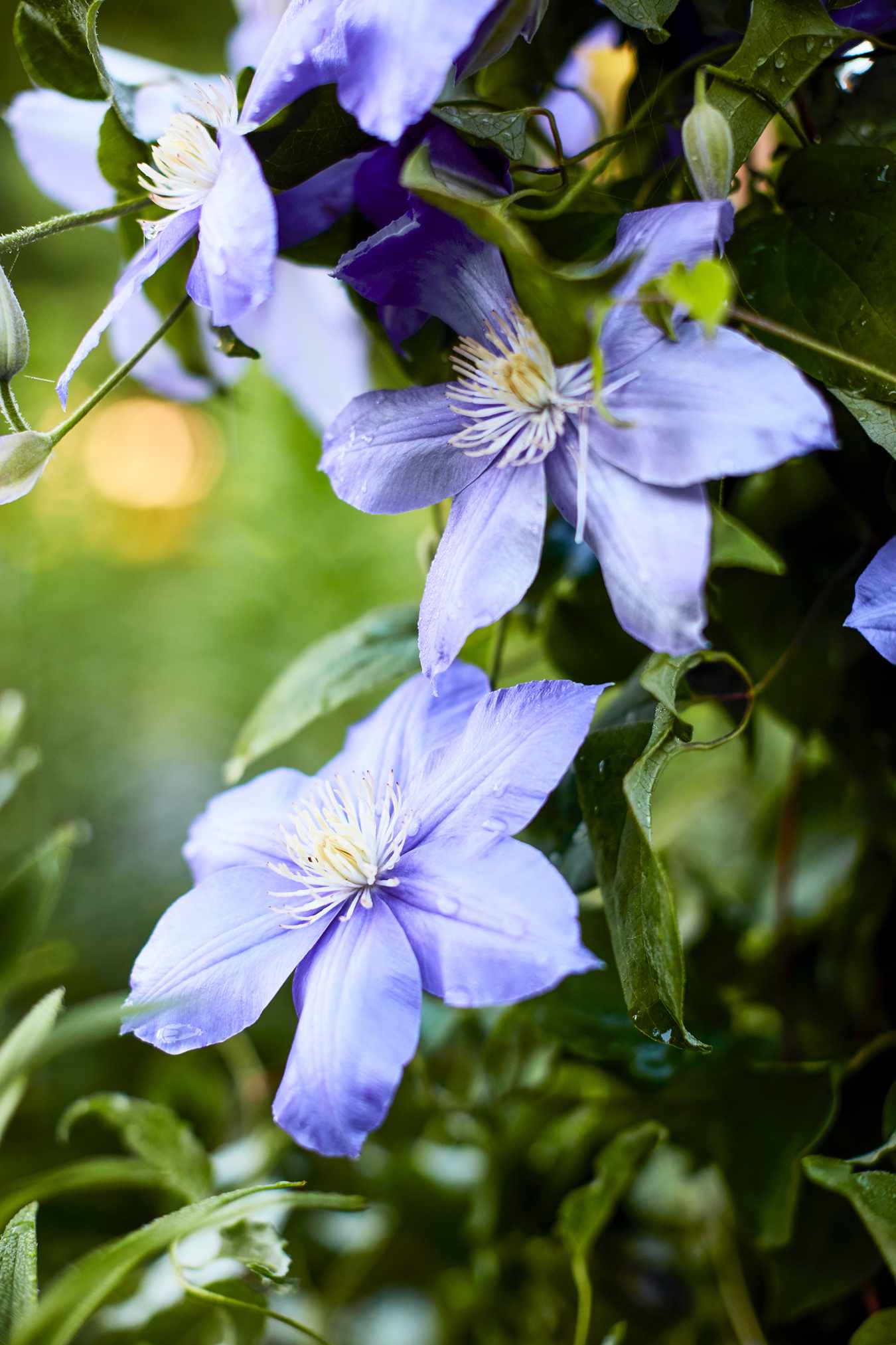 purple spiraling clematis