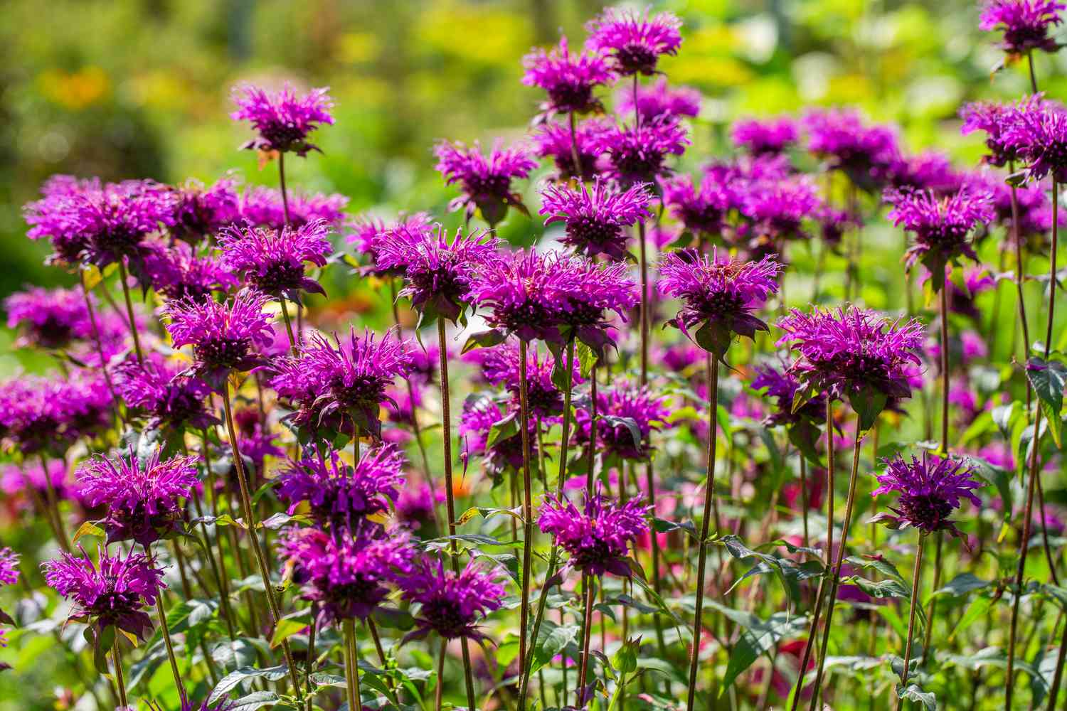 Bee Balm Purple Rooster