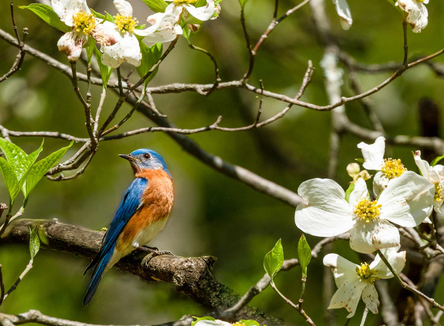 Blue Bird Perched Among White Dogwood Blossoms