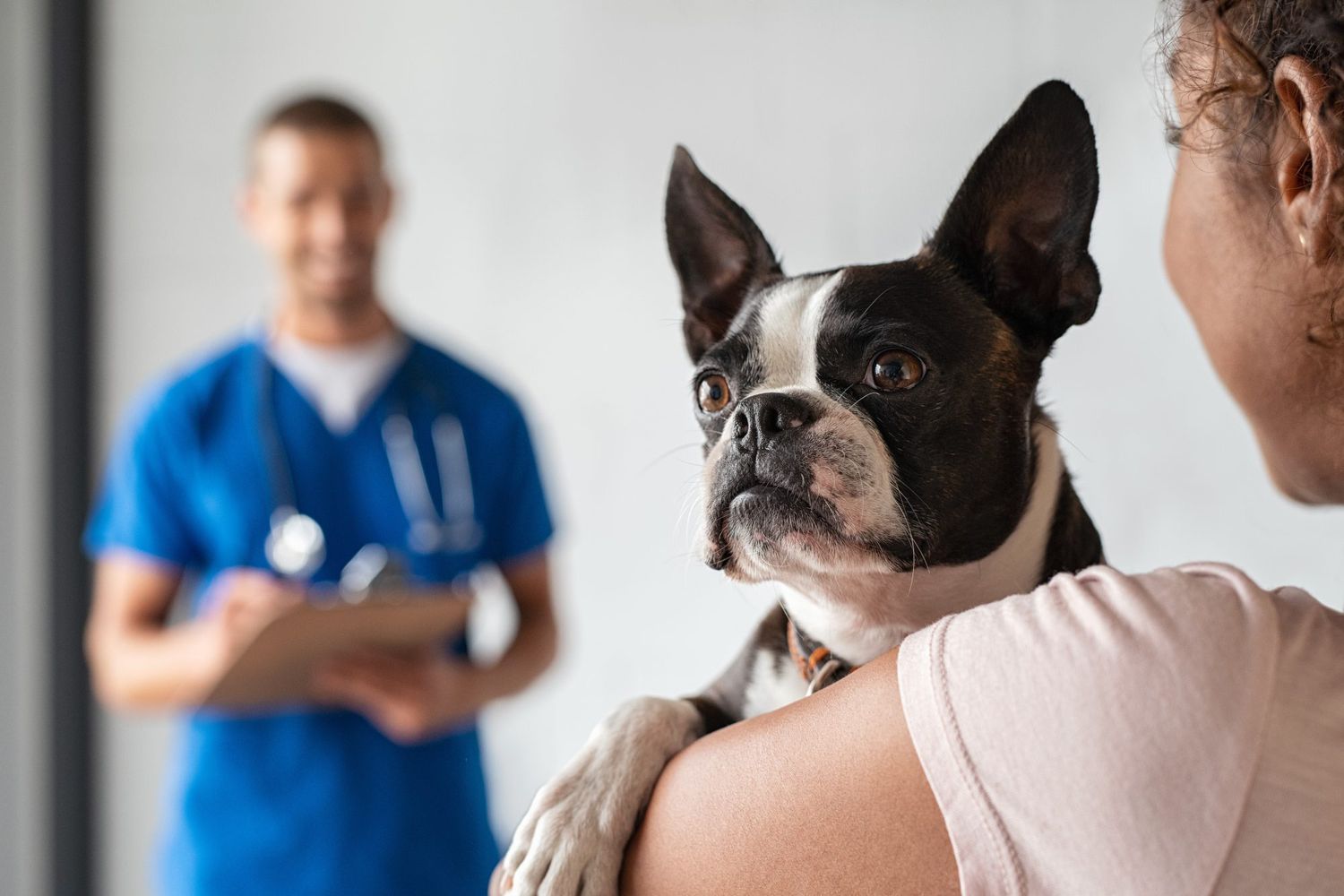 woman holding her Boston Terrier dog at the veterinary clinic