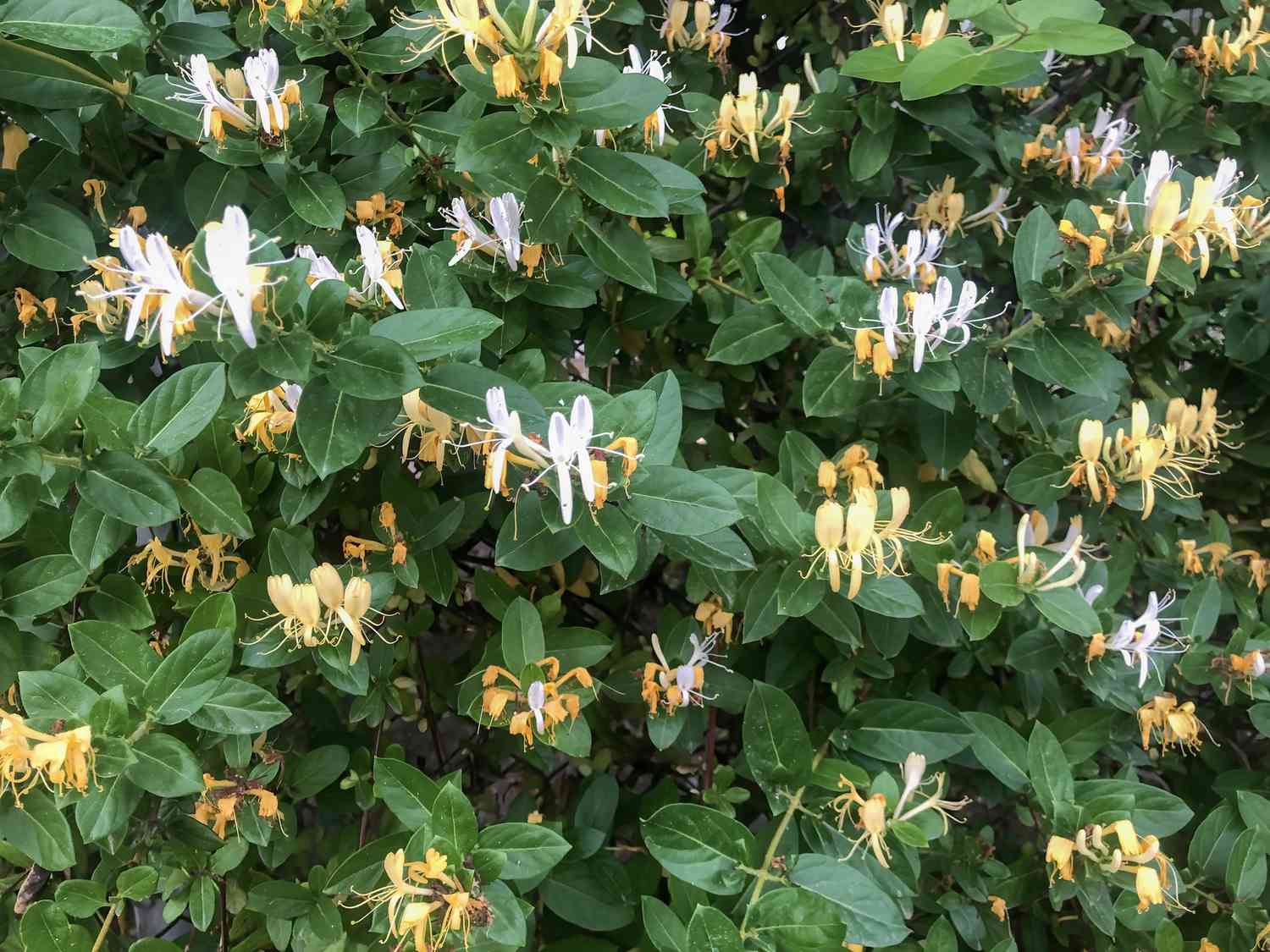 Japanese Honeysuckle