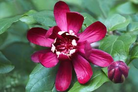 close up of a sweetshrub bloom in burgundy color