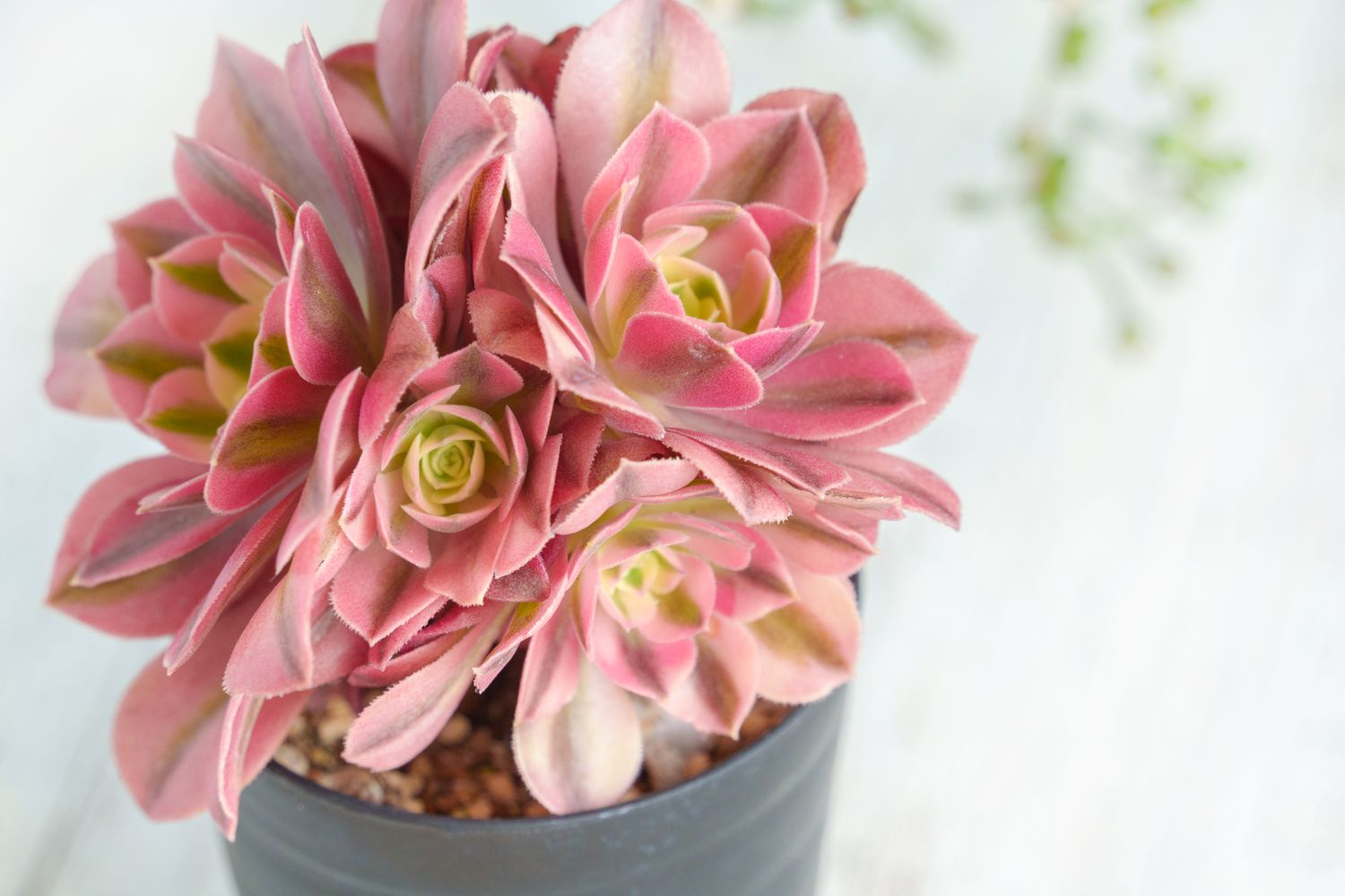 pink witch succulent