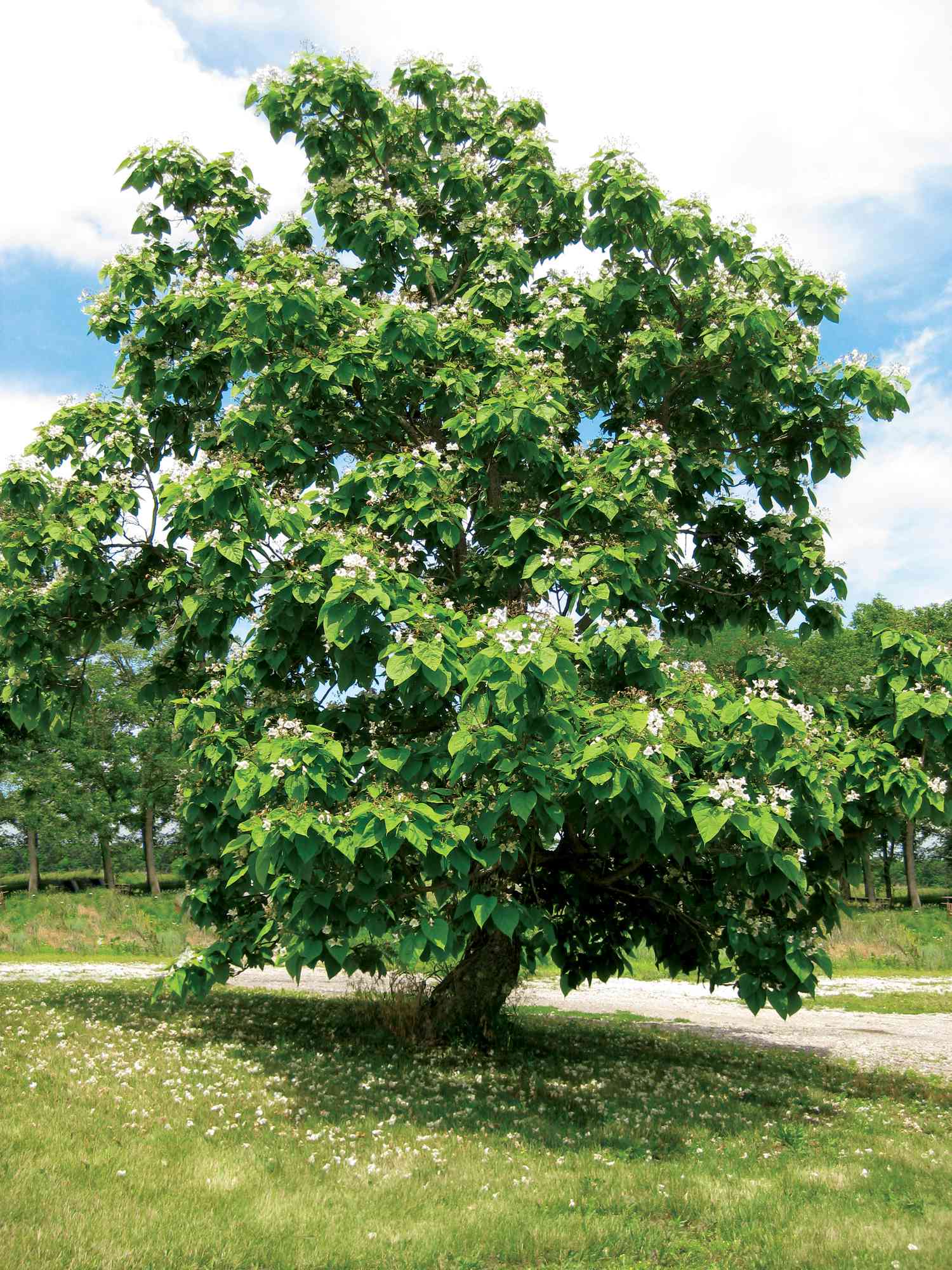 North Catalpa tree
