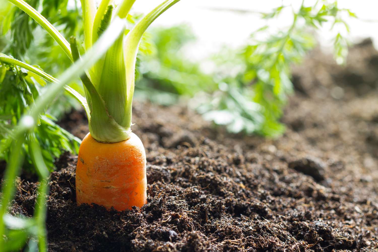 Carrots growing in garden