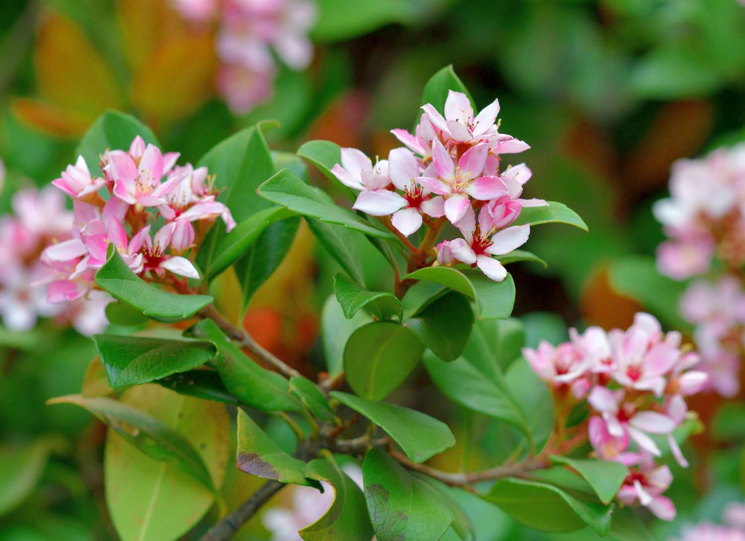 Indian Hawthorn shrub with pink blooms
