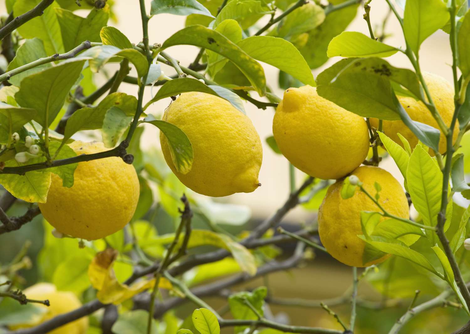 lemon tree