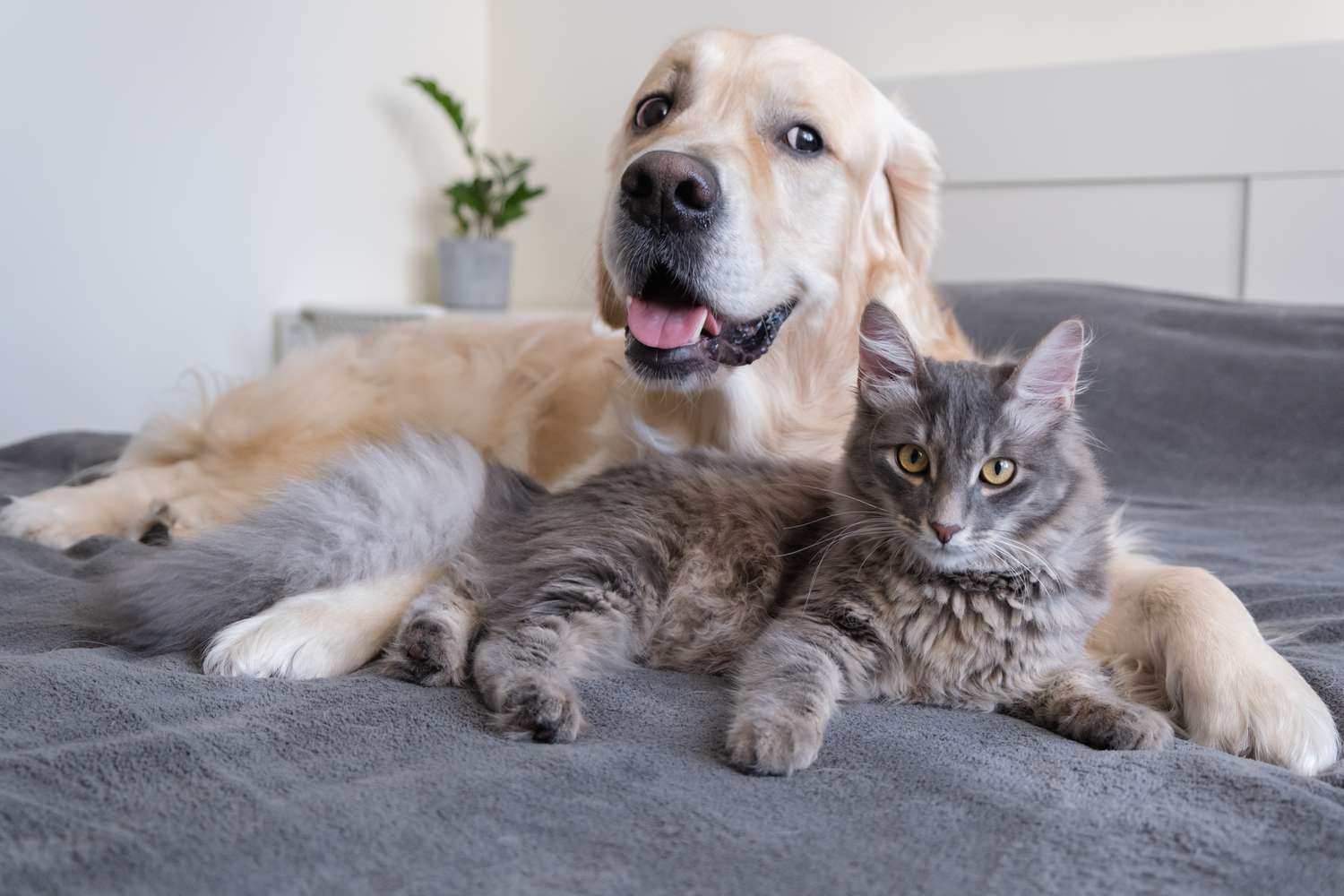 A cat and a dog lie together on the bed