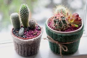 pebbles in planter pots on window sill